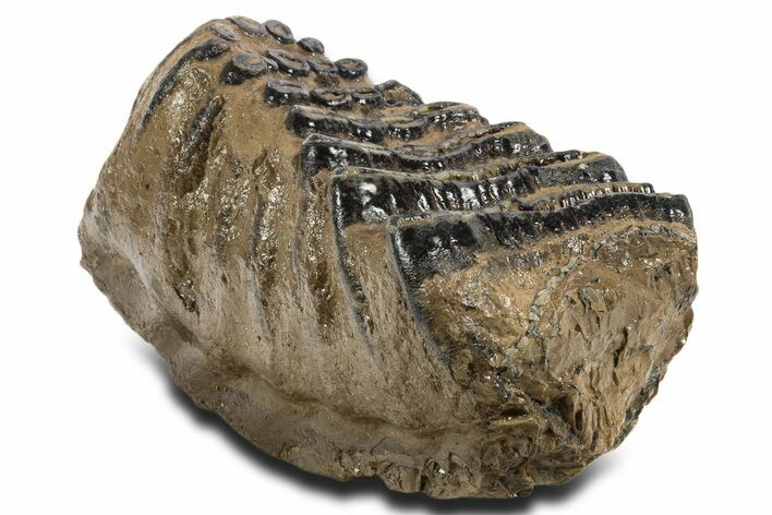 Fossil Southern Mammoth Lower M Molar - Hungary #337189